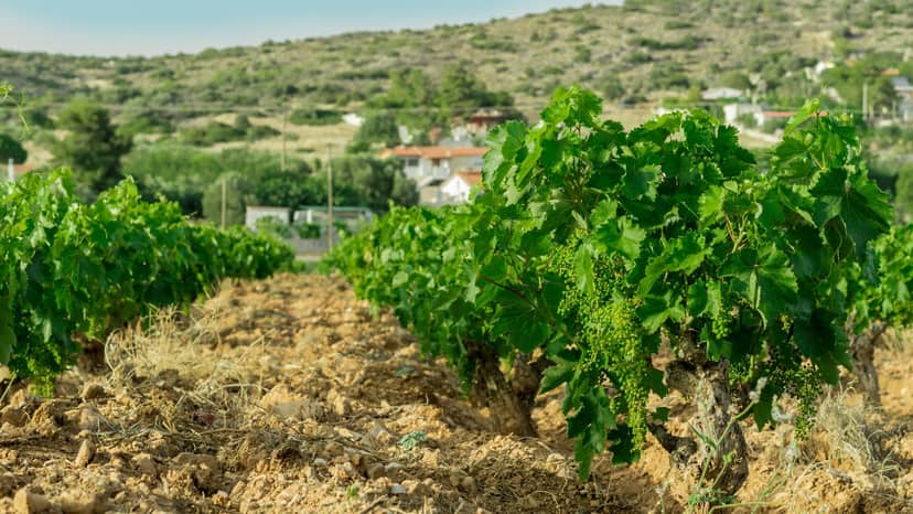 Attica’s Wine Routes