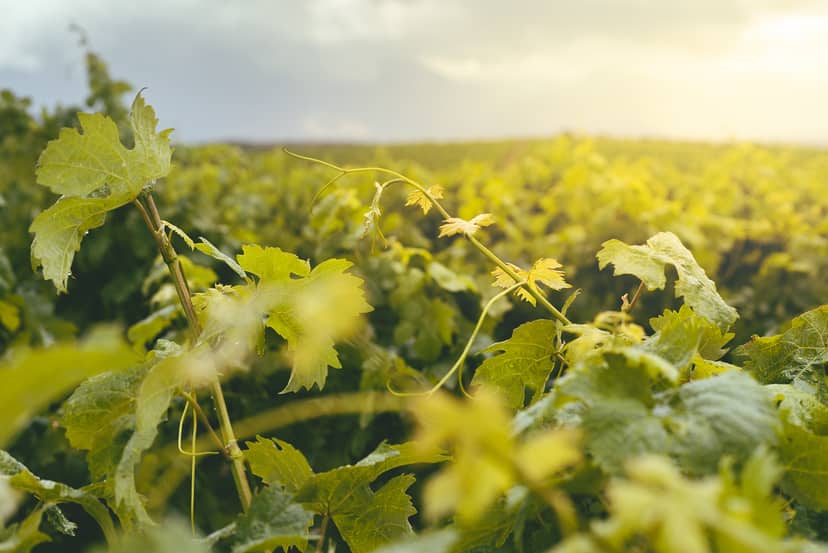 The unique experience of grape harvest in Mesogeia, Attica!