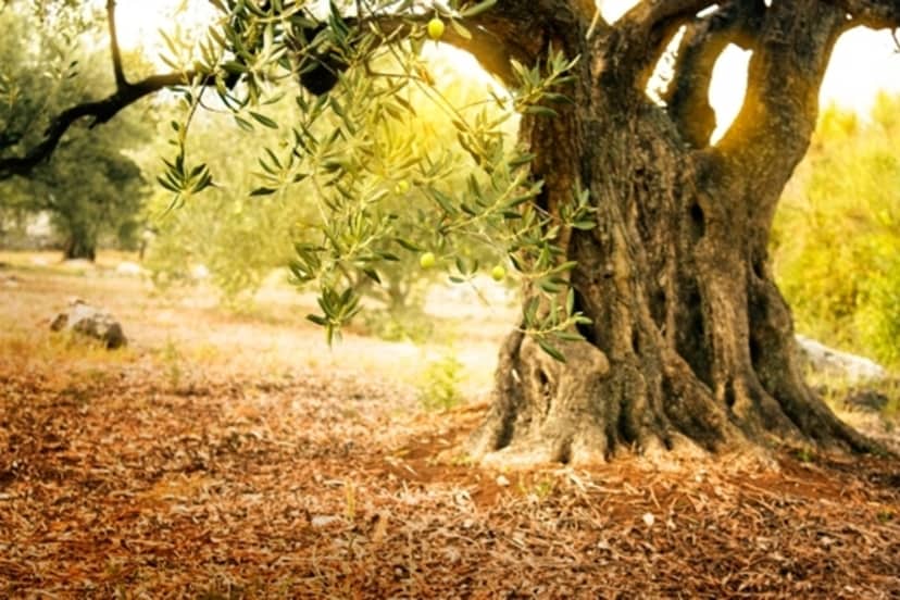 The traditional olive harvest in Attica: an extraordinary experience in Attica’s nature!