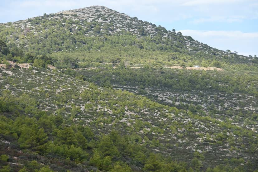 Rapentosa Public Forest (Stamatas)
