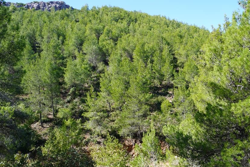 Mavrosouvalas Public Forest (Markopoulou - Oropou - Kalamou)