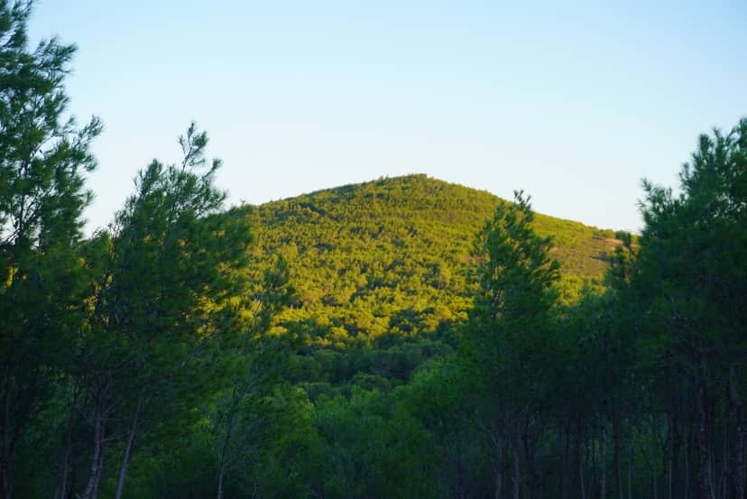 Sounio National Forest