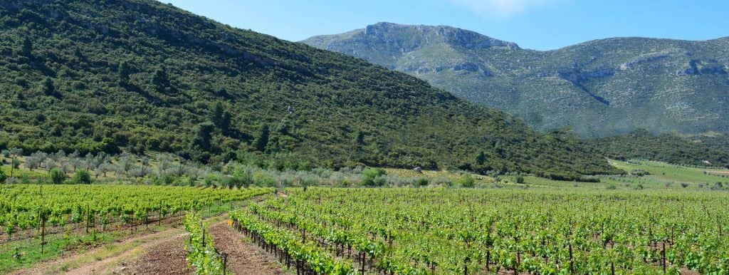 The Vineyards of Attica