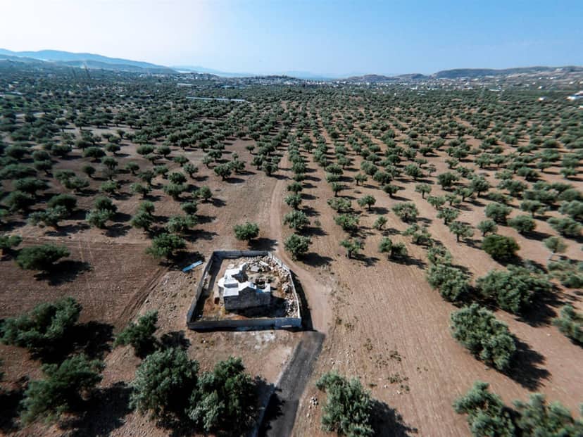 Olive Groves of Attica