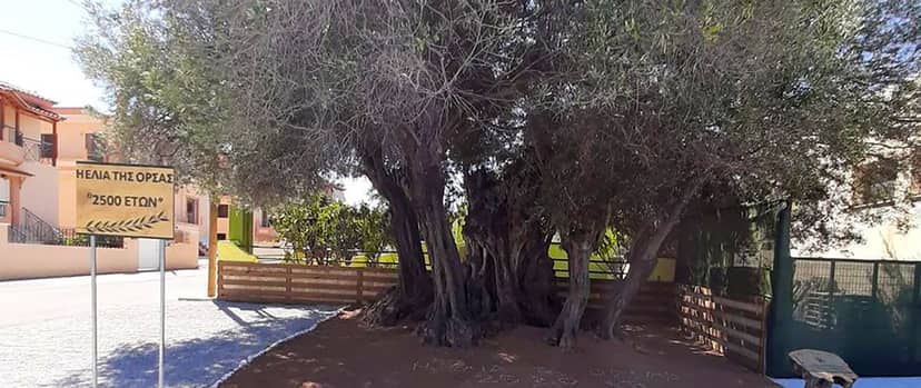 The Orsa Olive Tree