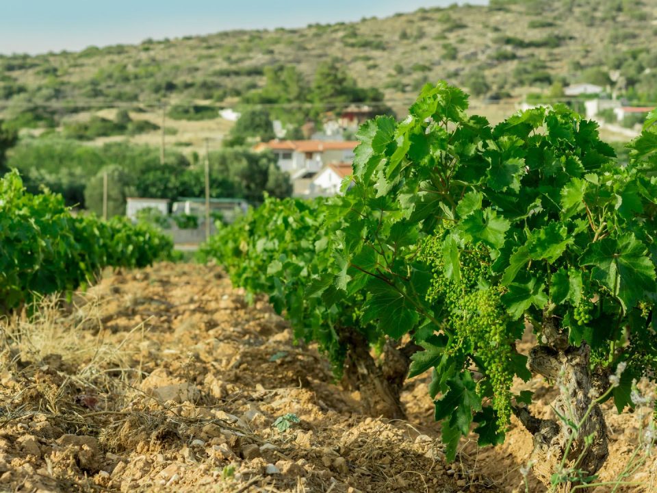 Ακολουθώντας τους δρόμους του κρασιού, Μουσείο, κρασί, Αττική, αμπελώνες