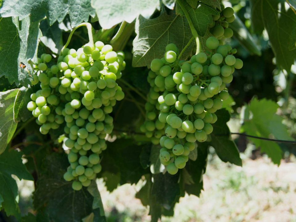Savvatiano, variety, grapes, wine