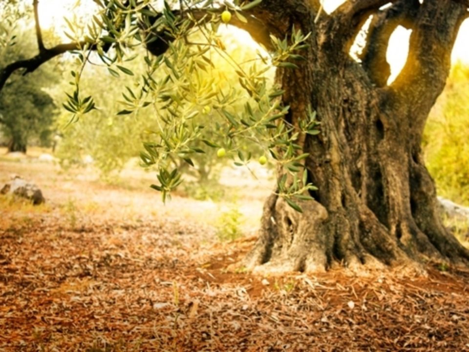 region_of_attica_olive_harvest