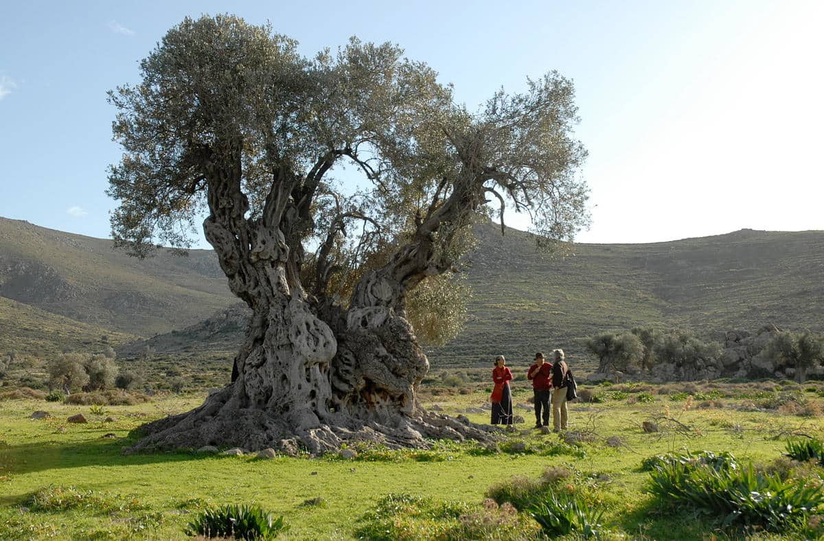 aegina_olive_grove_resized