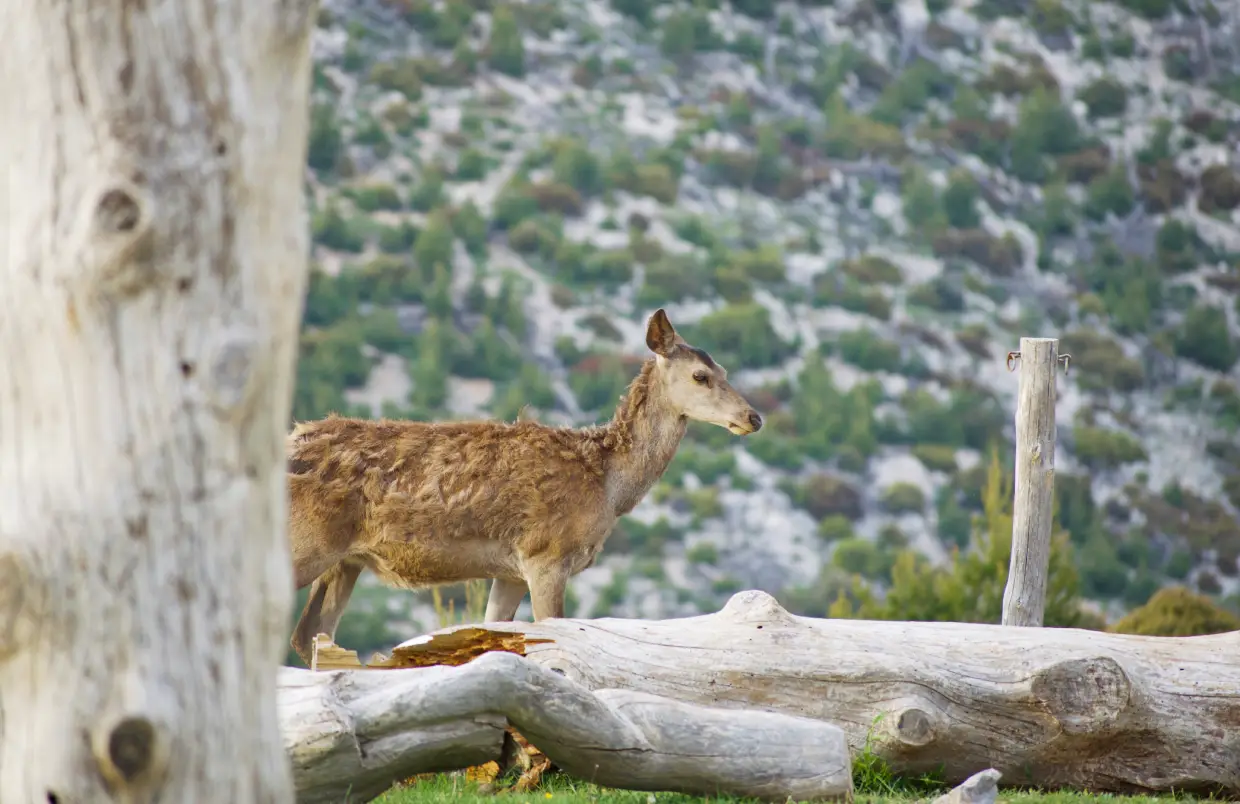 tourism category image